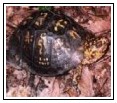 Eastern Box Turtle