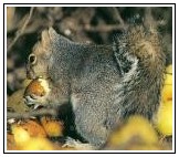 Eastern Grey Squirrel