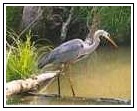 Great Blue Heron - Photo by John White