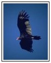 Turkey Vulture