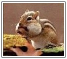 Eastern Stripped Chipmunk