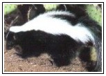 Eastern Common or Striped Skunk