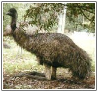 Emu