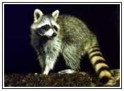 Raccoon