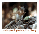 Red Squirrel - Photo by Paul Young