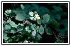 C. majus - Celandine, Rock-Poppy