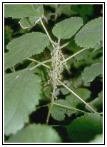 B. cylindrica - False Nettle, or Bog Hemp