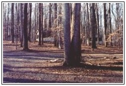 Tulip Poplar from the bottom