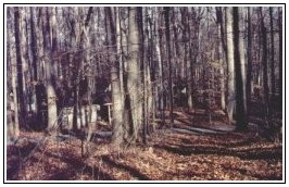 Tulip Poplar, seen from Lost Corner