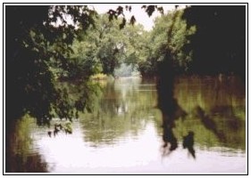 river from pooh tree